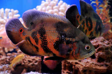 Similar image 712912