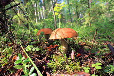 Similar image 713008