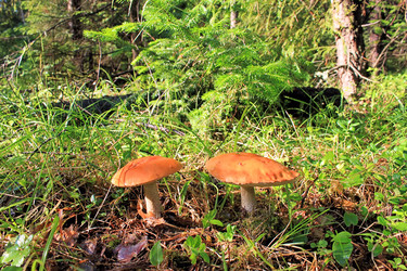 Similar image 713009