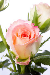 Similar image 713057