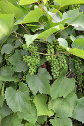 Similar image 714535