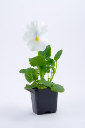 Similar image 715143