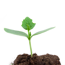 Similar image 716217