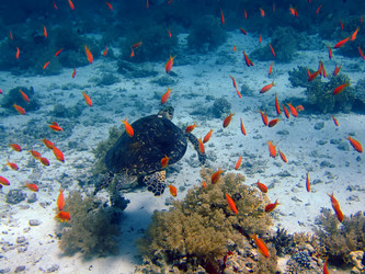 Similar image 720931