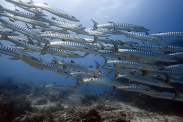 Similar image 720955