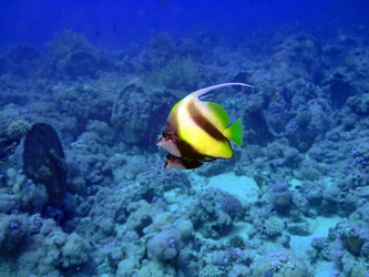 Similar image 720995