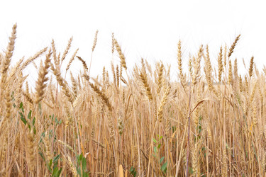 Similar image 721322