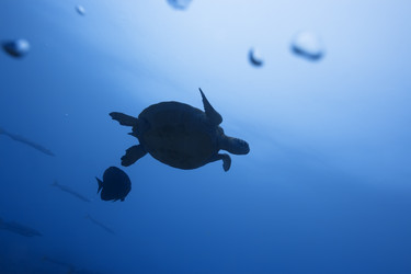 Similar image 721955