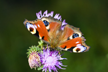 Similar image 722459