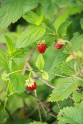 Similar image 722934