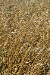 Similar image 723299