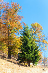 Similar image 723707