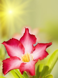 Similar image 724227