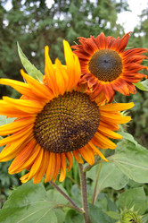 Similar image 724824