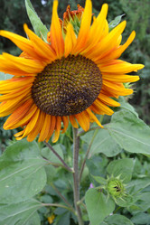 Similar image 724829