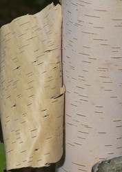 Similar image 725309