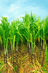 Similar image 725429