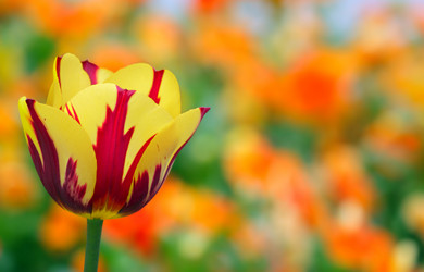 Similar image 725614