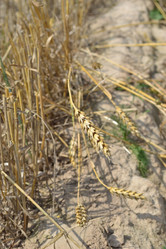 Similar image 725630