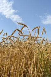 Similar image 725648