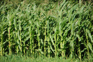 Similar image 726120