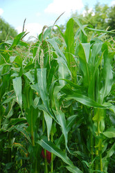 Similar image 726121