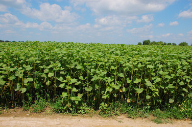 Similar image 726128