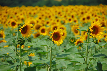 Similar image 727786