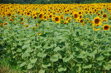 Similar image 727790