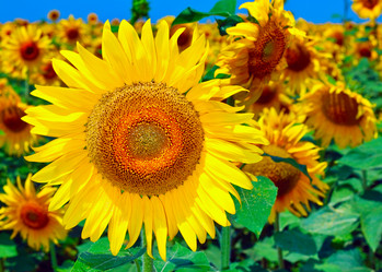 Similar image 727809