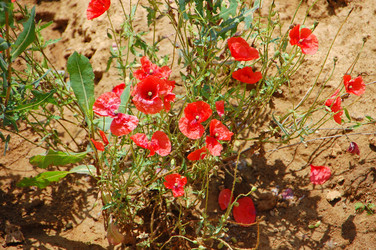 Similar image 727823