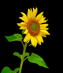 Similar image 728185