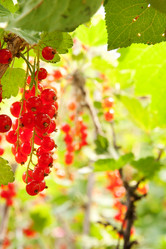 Similar image 728535