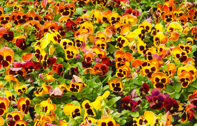 Similar image 728556