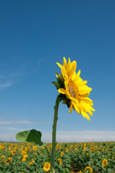 Similar image 728684