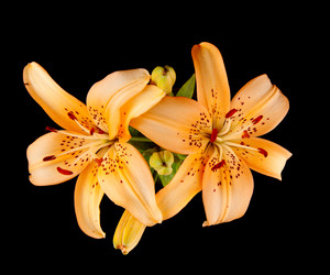 Similar image 728703