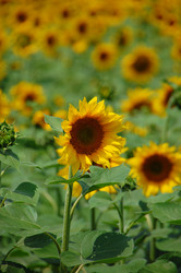 Similar image 728954