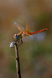 Similar image 729829