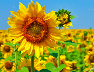 Similar image 729924