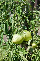 Similar image 729938