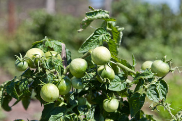 Similar image 729941