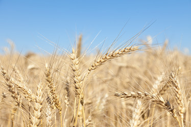 Similar image 729942