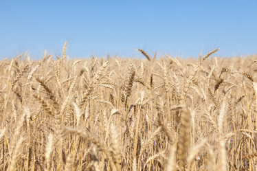 Similar image 729948