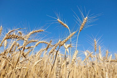 Similar image 729950