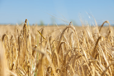 Similar image 729952