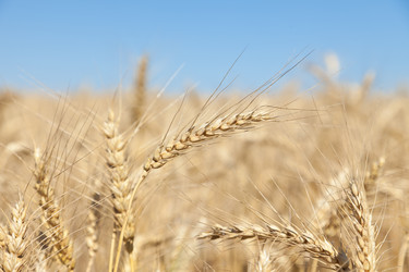 Similar image 729955