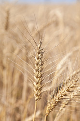 Similar image 729962