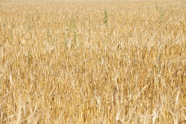 Similar image 729964