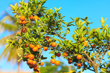 Similar image 729981