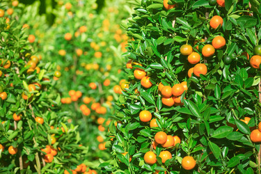 Similar image 729982